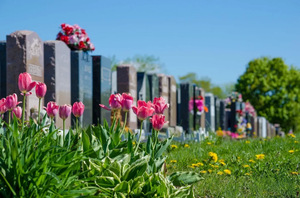 angée de stèles et monuments funéraires dans un cimetière verdoyant bordé de tulipes roses au printemps