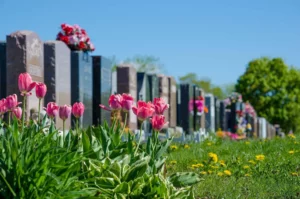 angée de stèles et monuments funéraires dans un cimetière verdoyant bordé de tulipes roses au printemps
